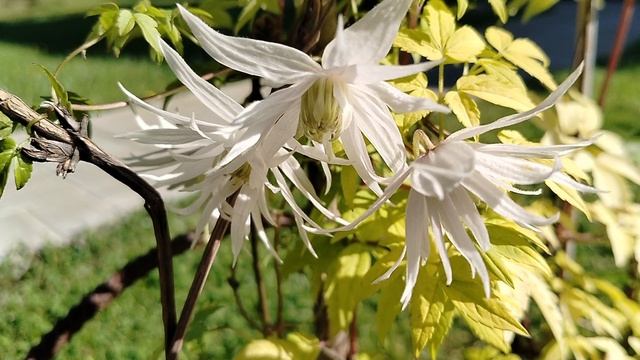 Желтолистный княжик 'Люминос Сноу' - первое цветение 2025 смотреть онлайн