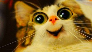 😹СМЕШНО ДО СЛЁЗ ▶ Самые смешные Кошки и Коты🔥