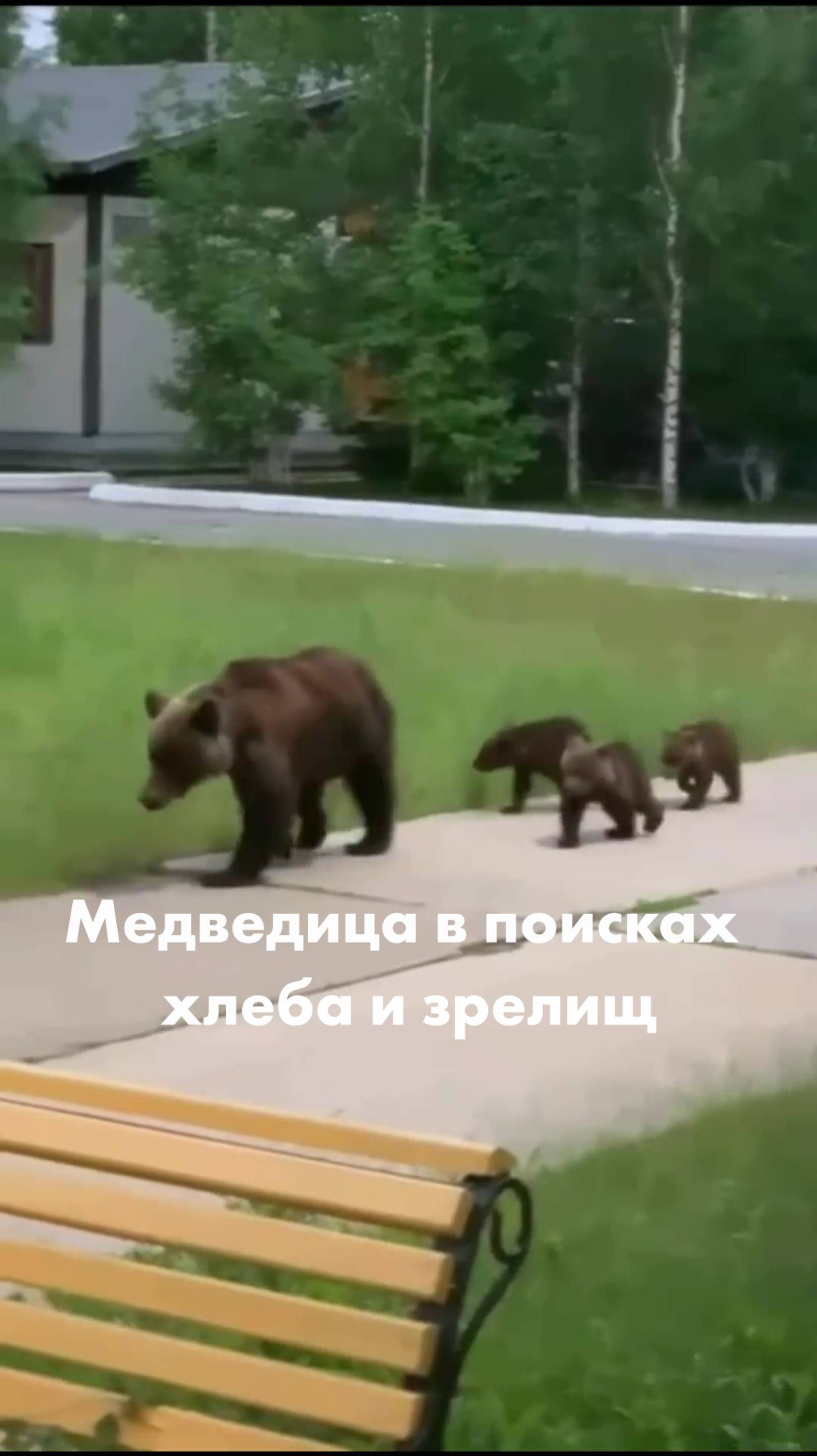 Медведица в поисках хлеба и зрелищ смотреть онлайн