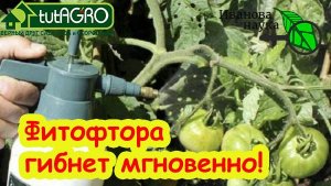 ⚠️ВНИМАНИЕ! ФИТОФТОРА-2025! Она уже пришла! Чем срочно обработать томаты и огурцы от болезней.