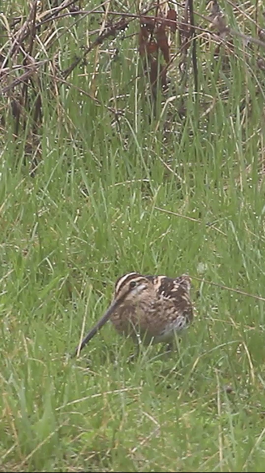 Танец бекаса