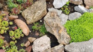 На горке появились новые камни и растения