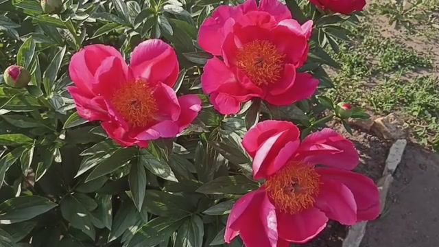 Вальс цветов.