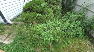 Я себя не обделила ? Борьба с порослью сирени.