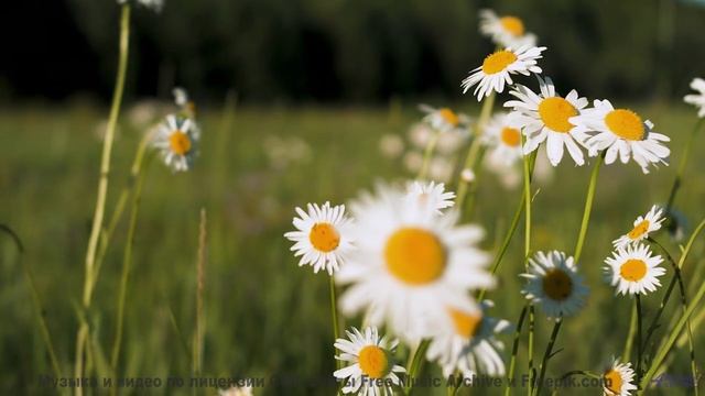 Музыка, которая звучит как голос океана! - Horsey -- Overhill Ln -- OPULENT