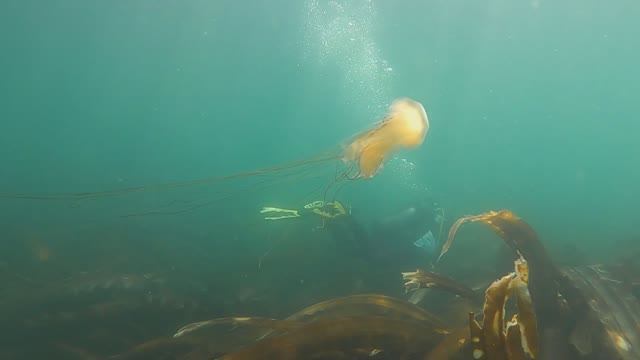 SealIsland Aniva Bay 2025