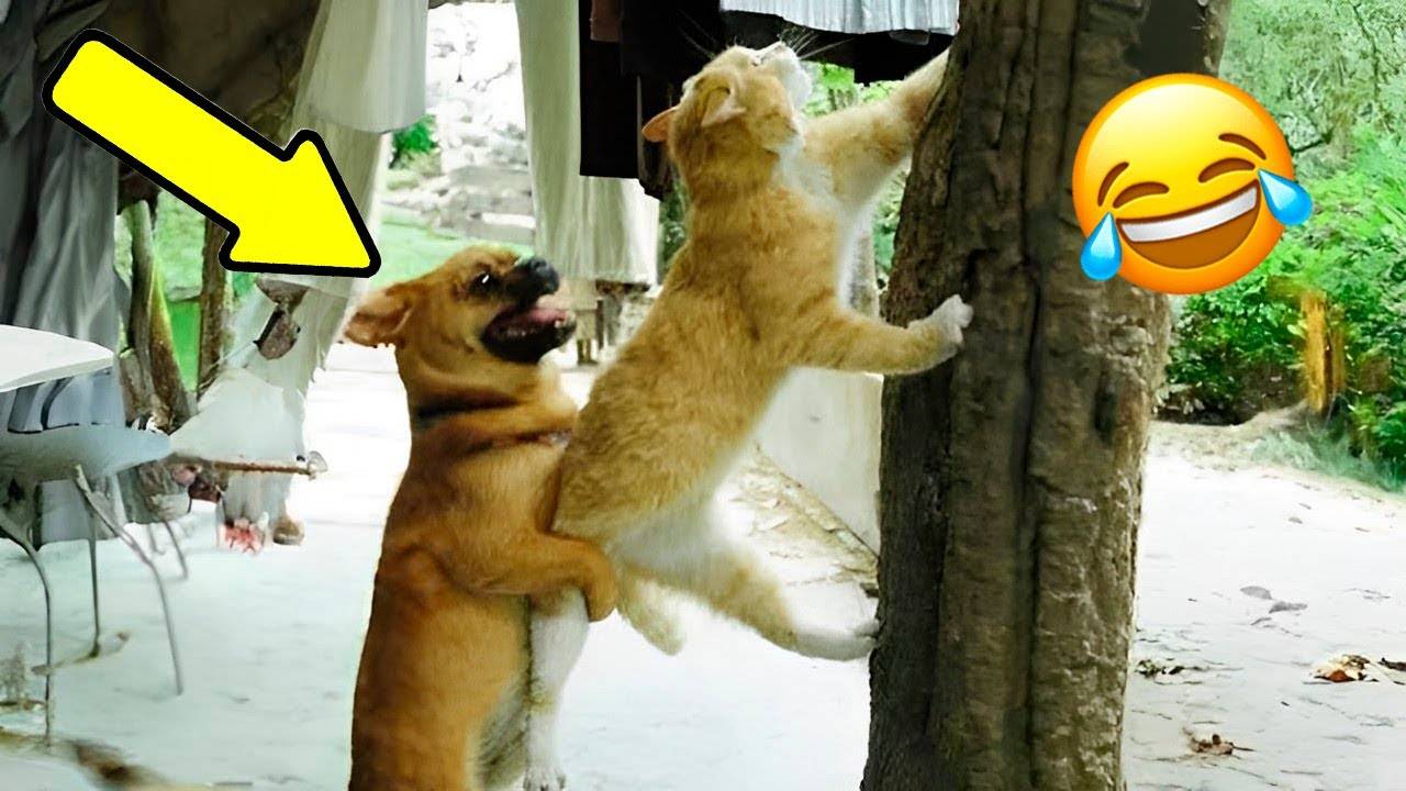 😂 15 Минут ОТБОРНЫХ ПРИКОЛОВ С ЖИВОТНЫМИ 2025 года! Смешные видео Лучшие ПРИКОЛЫ КОТЫ И СОБАКИ!