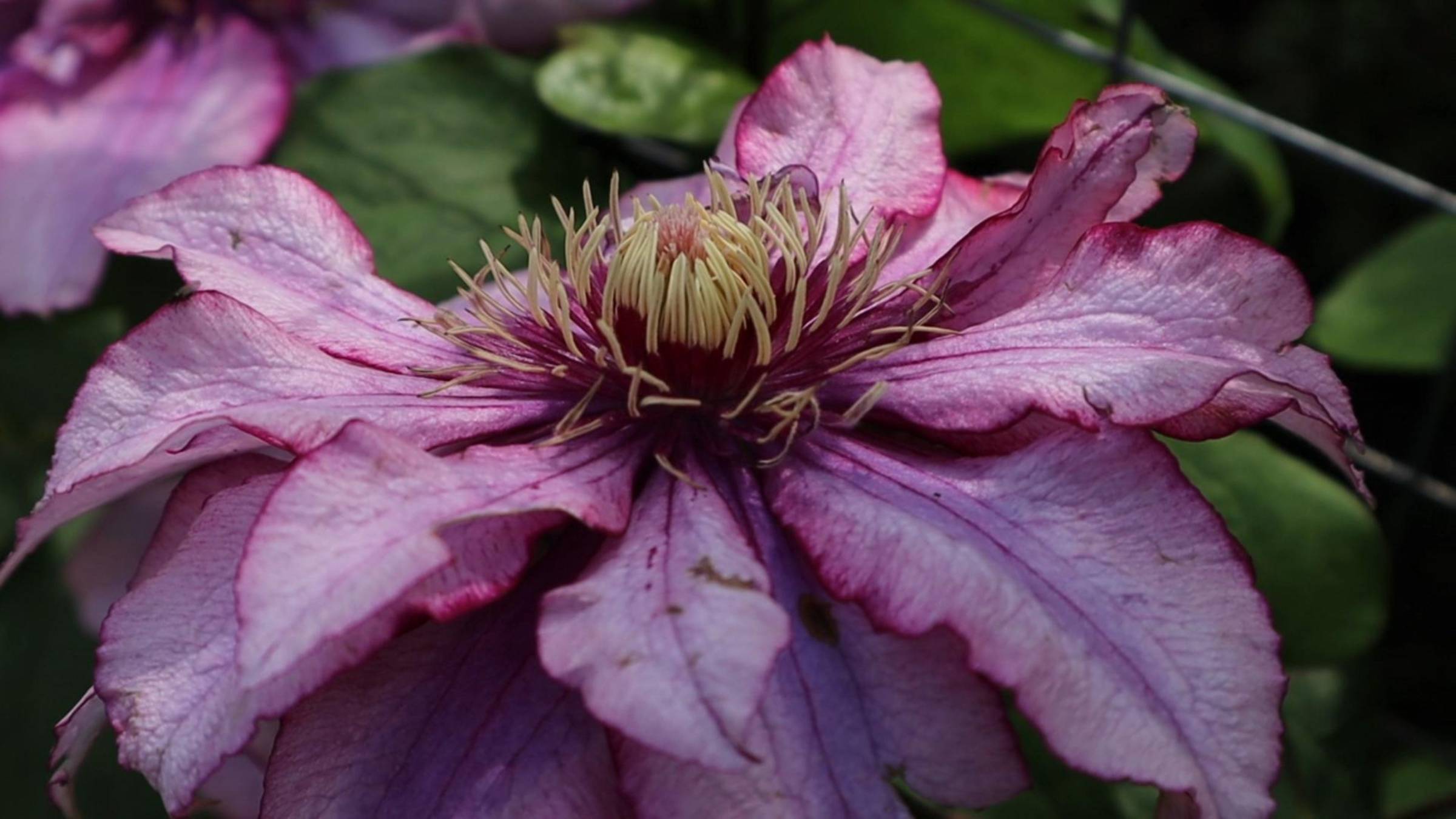 Княжики цветут и зацветают клематисы 2 группы обрезки. Обзор сада