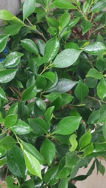 Комнатные цветы на балконе смотреть онлайн