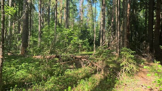 Всем привет и хорошего дня "Лесная прогулка" смотреть онлайн