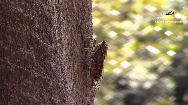 Римские цикады / Уникальные кадры / Ретровидео смотреть онлайн