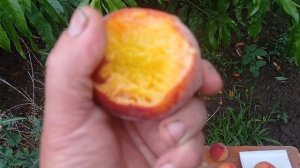 персик Спринг Голд