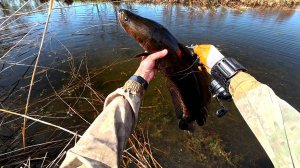 Рыбалка на Рогатку - Slingshot Fishing #охотасрогаткой #2025 #top #headshot #змееголов#рекомендации