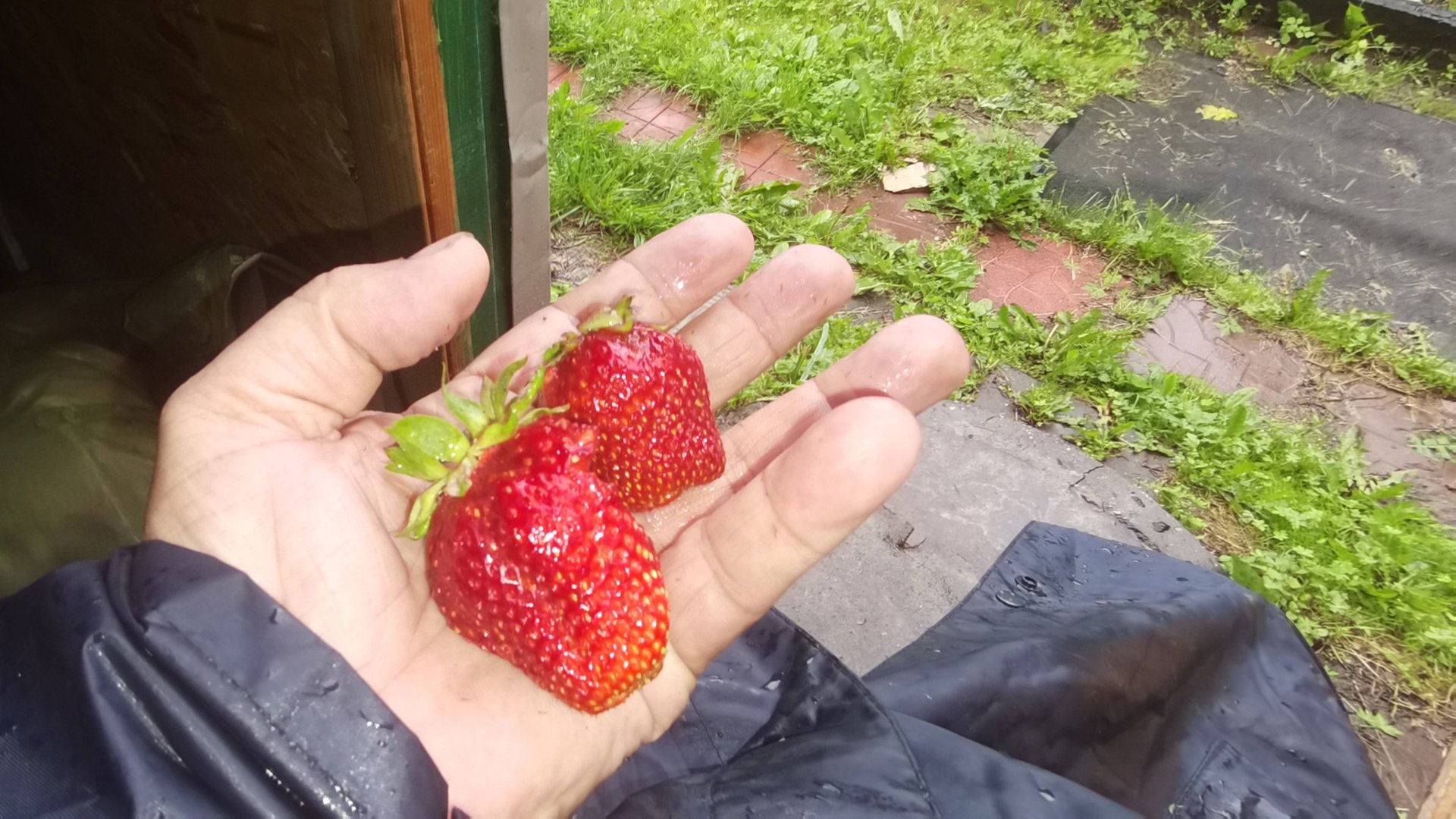 Пришествие клубники 2025, 20 Июнь Подмосковье