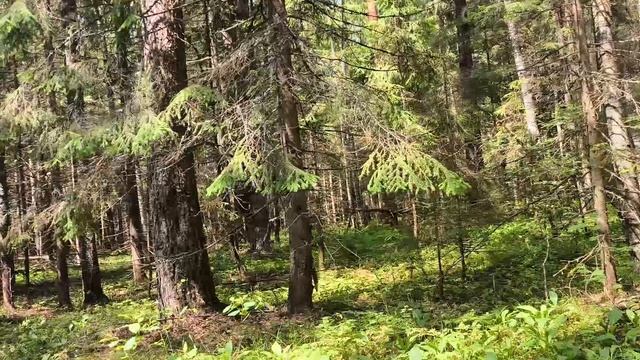 Магическое озеро Светлояр. Святой источник в лесу. смотреть онлайн