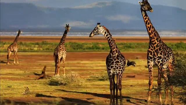 Жираф смотреть онлайн