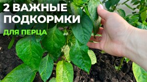 ПОДКОРМКА ДЛЯ ПЕРЦА, урожая и завязей 2 раза больше!