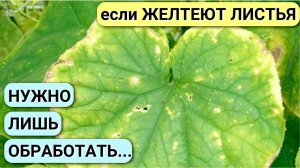 ПЯТНА НА ЛИСТЬЯХ ОГУРЦОВ из-за чего появляются, чем лечить и что делать