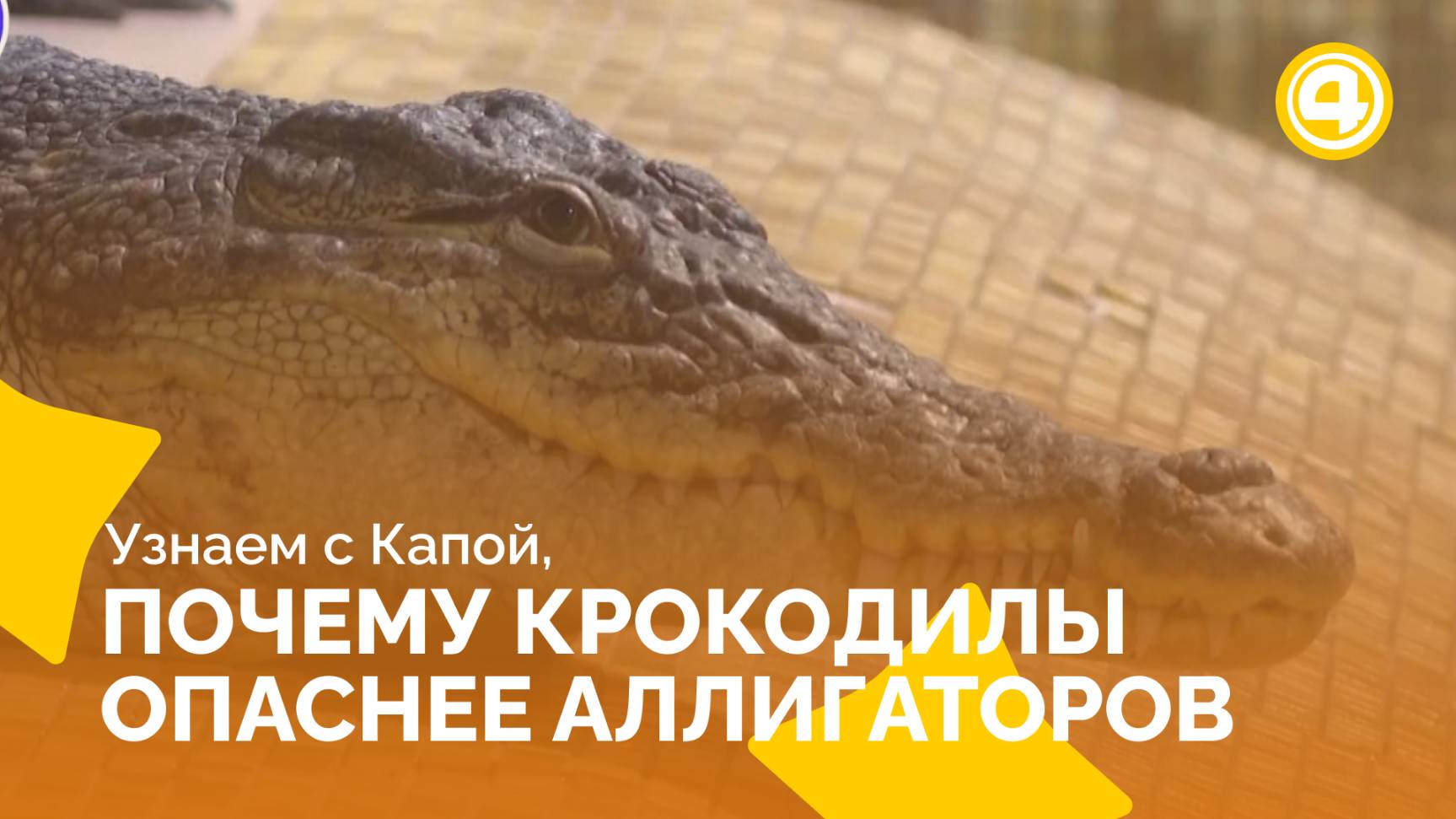 Где живут крокодилы и где аллигаторы смотреть онлайн