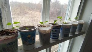 Как размер стаканчиков для рассады влияет на рост растений (перцев, томатов и т.д.) Эксперимент 2025