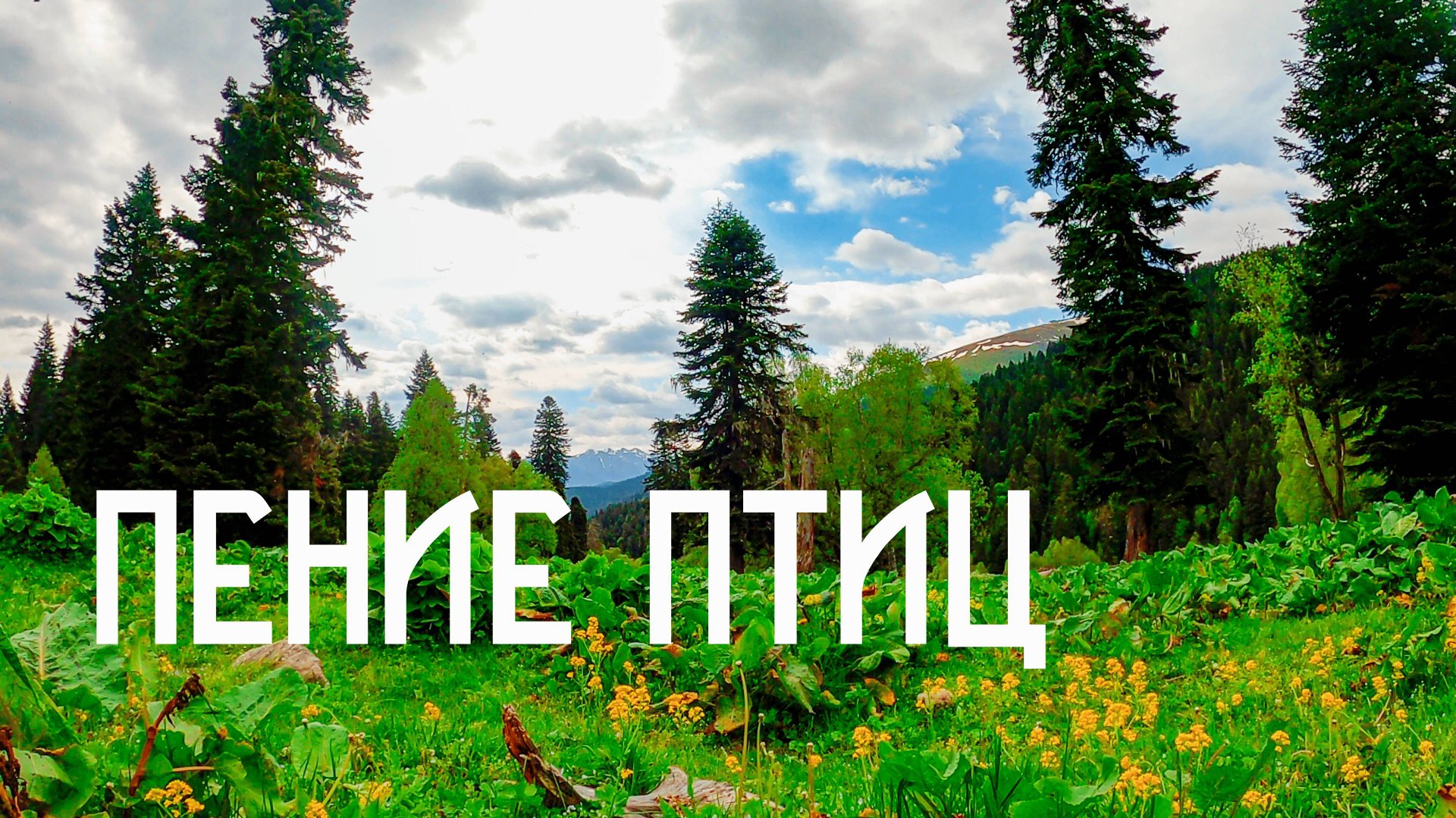 Пение Птиц Утром на Горной Поляне / Музыка Природы смотреть онлайн