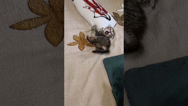 Наш Тео🥰 смотреть онлайн