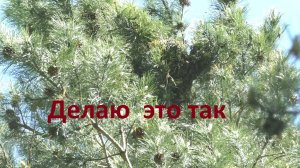 Делаю отводок от роя