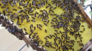 ответы на вопросы - зачем я заказал на пасеку маток пчел Элгон , 20.06.2025