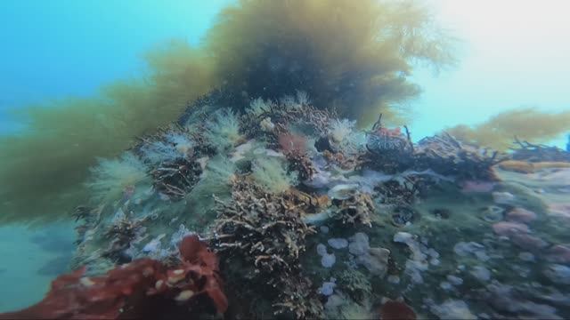 Nevelsk City Underwater World 2025