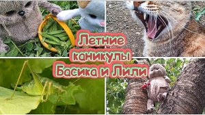 Летние каникулы Басика и Лили #котбасик #басик #лили #видеоигрушки
