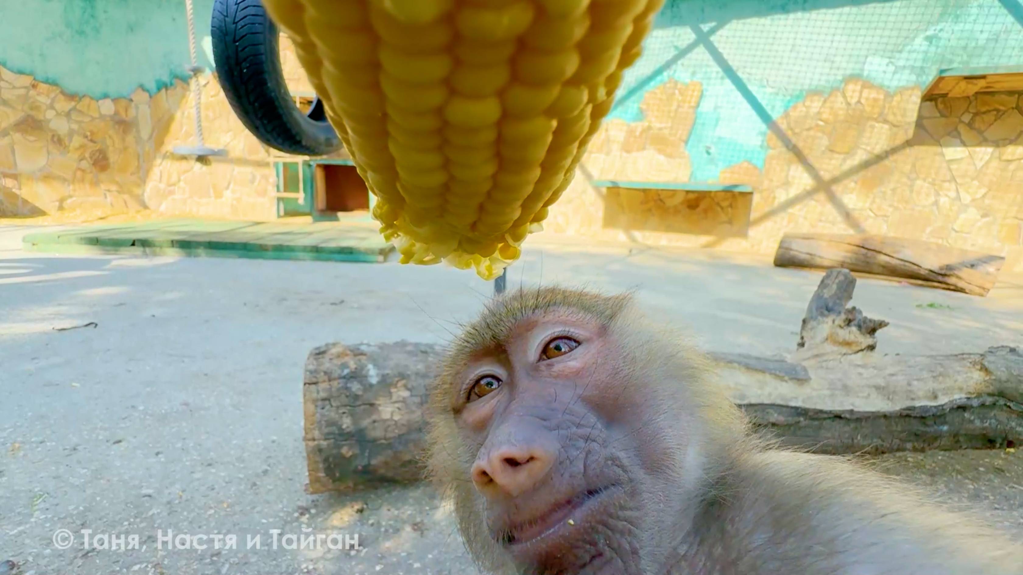 Кукурузный сезон открыт! Люсе, как главной, нужно выбрать самую вкусную! Остальные подождут! смотреть онлайн