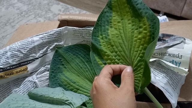 Новые хосты в сад🪴😊. Посылка с Ярославской области. смотреть онлайн