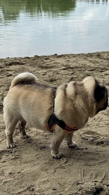 #мамаотличника #мопстедди #любимка смотреть онлайн