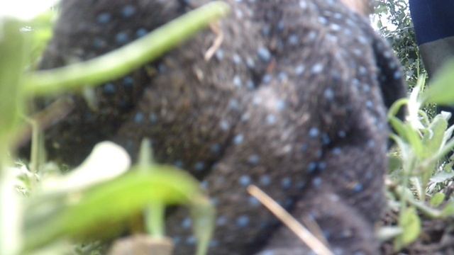 Фрагмент ручной прополки огорода - авторский опыт