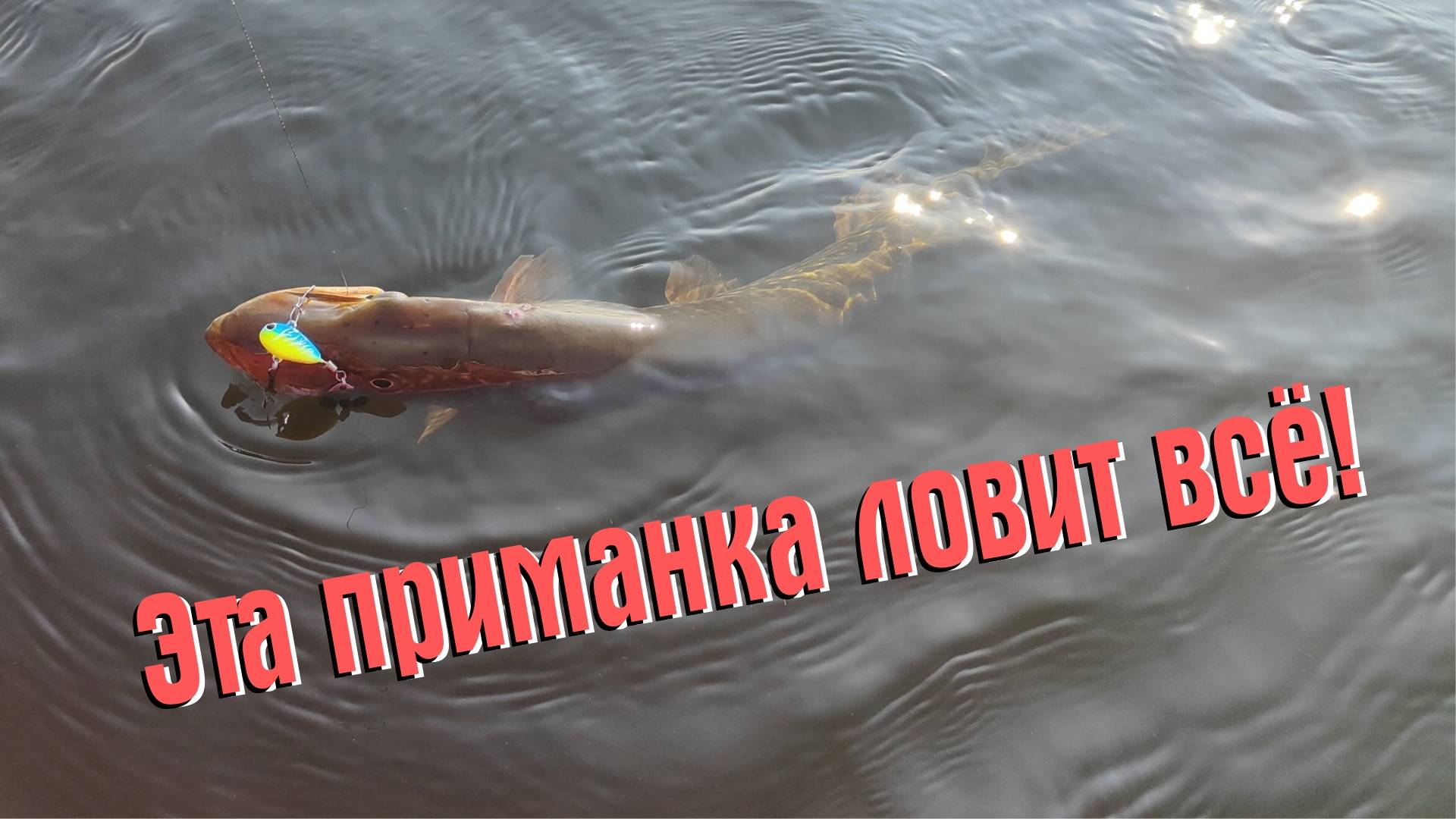 ЭТА ПРИМАНКА ЛОВИТ ВСЁ! ТРОФЕЙНЫЙ ОКУНЬ, ЩУКА И СУДАК НА ВОЛГЕ!!! смотреть онлайн