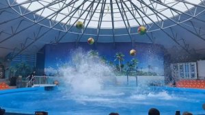 Дельфинарий в Джубге