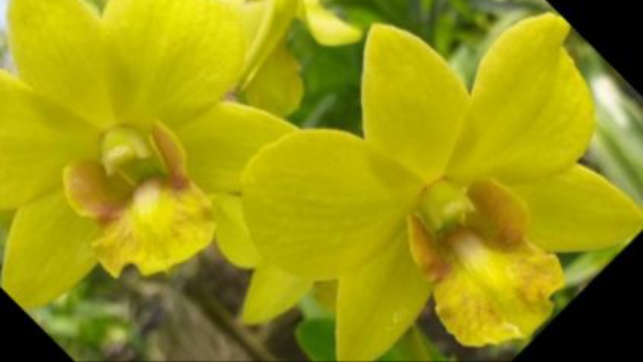 П-3. Ч-5. Обзор дендробиума Pattaya Gold спустя 80 дней, после получения 3-ей посылки. Часть 5