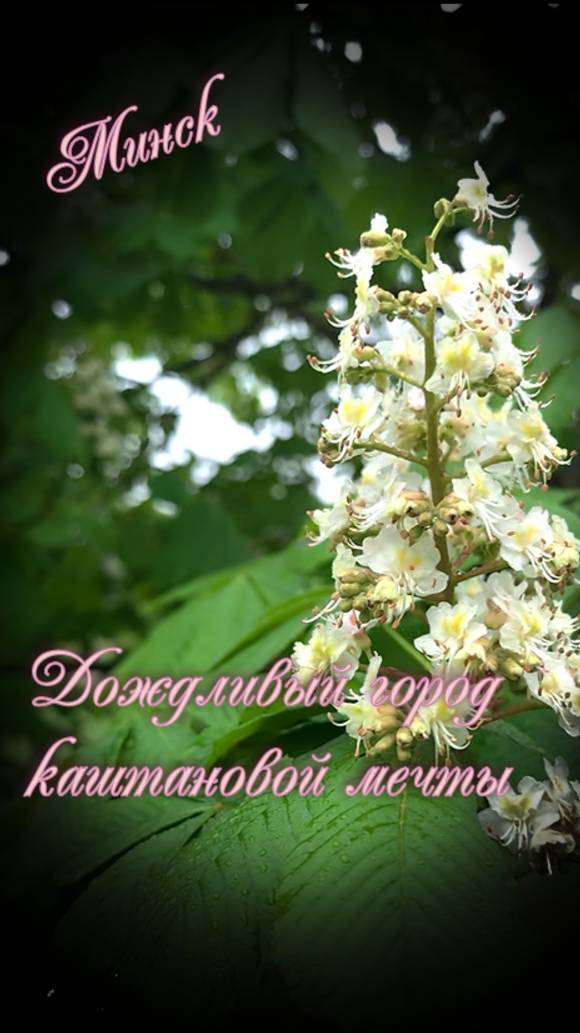 Минск. Дождливый город каштановой мечты смотреть онлайн
