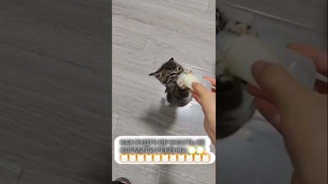 Смешной котик🤣🤣 смотреть онлайн