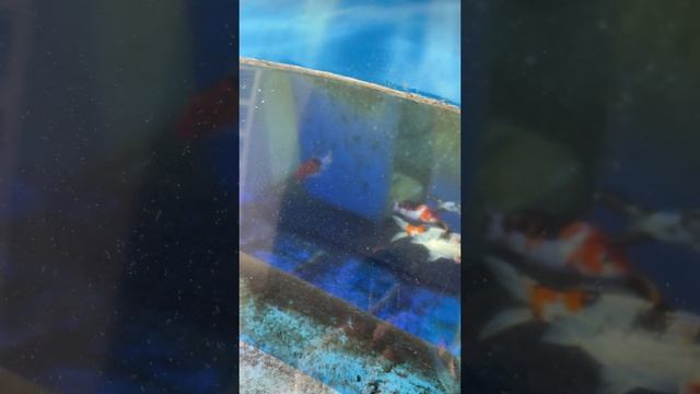 Аквариум в Ялте 2025 Крым сегодня #ялта #ялтасегодня #ялтасейчас смотреть онлайн