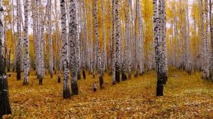 КРАЙ РОДИМЫЙ, БОЖИЙ КРАЙ! Музыка и исполнение Людмила Кондрашова Слова Сергей Шабутин