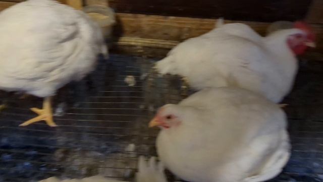Рассаживаем бройлеров . 20 июня. смотреть онлайн