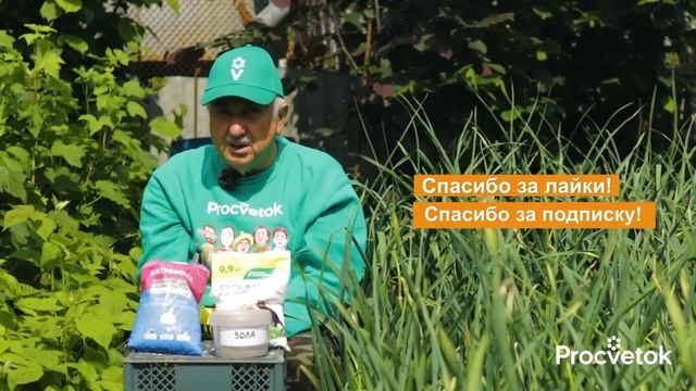 ГЛАВНАЯ ПОДКОРМКА ЧЕСНОКА И ЛУКА В ИЮНЕ: головки увеличатся вдвое, хорошо хранятся и не гниют смотреть онлайн