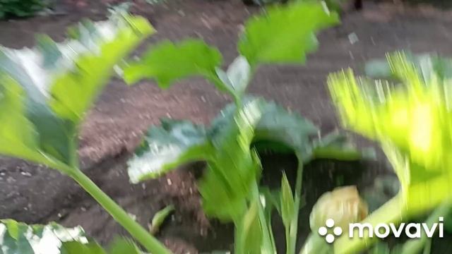 Эустома будет расти в теплице. Обзор огорода./огород/эустома смотреть онлайн