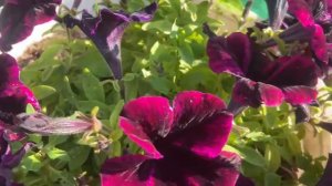 Петуния вегетативная Go! Tunia Cosmic Purple (Космик Перпл) зацвела