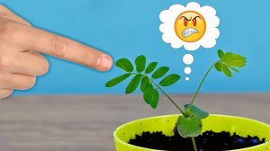 Я вырастил Растение, которое реагирует на Палец!