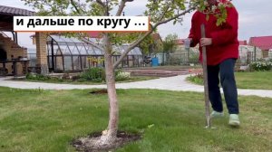 Как внести удобрение под дерево, растущее на газоне