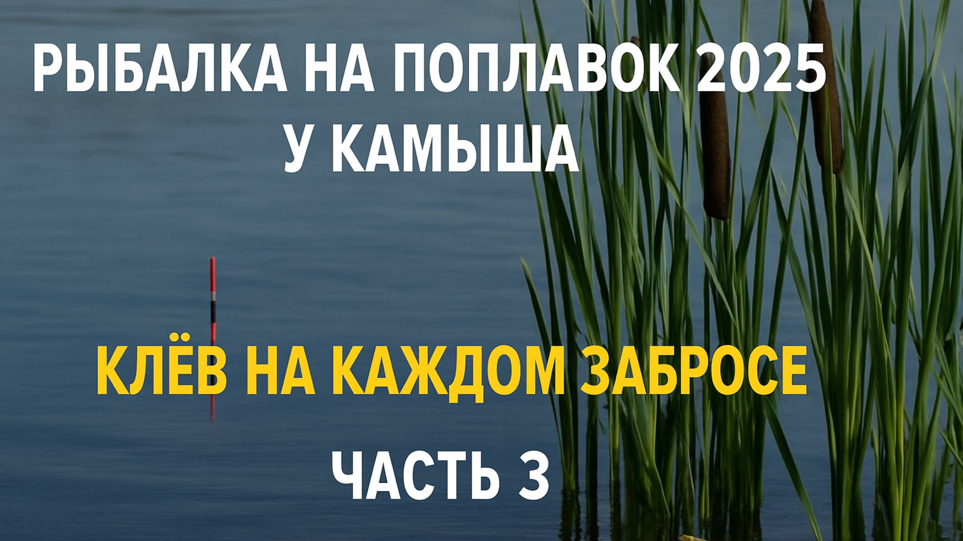 Рыбалка на поплавок 2025 у камыша — клёв на каждом забросе ЧАСТЬ 3