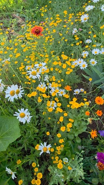 Дачные зарисовки