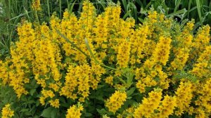 Красоты, да побольше